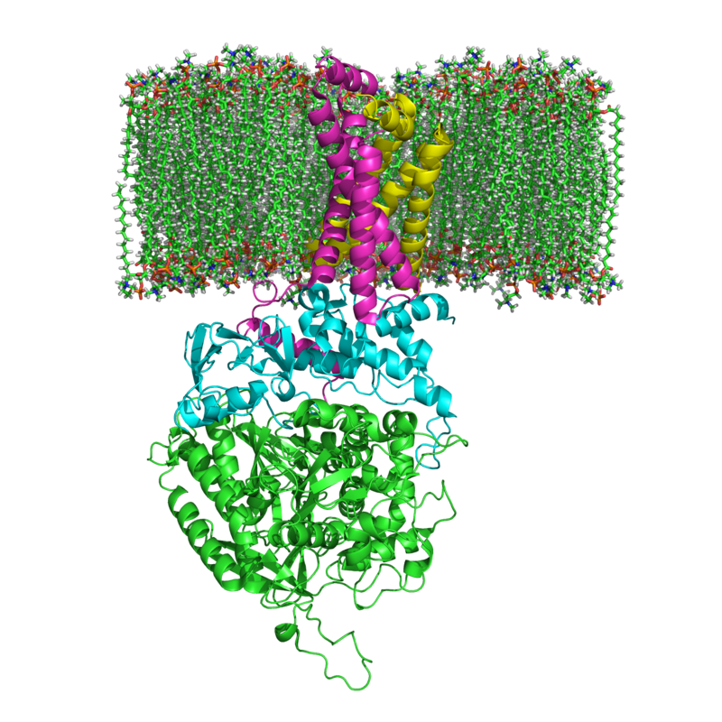 Succinate_Dehydrogenase_and_Membrane-Credit-Richard Wheeler.png